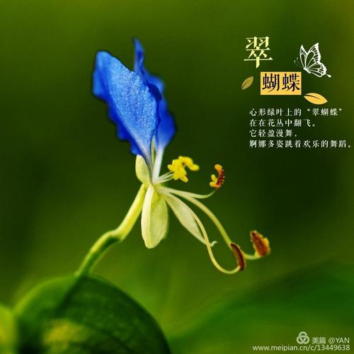 鸭跖草的花语和象征代表意义:希望,理想.