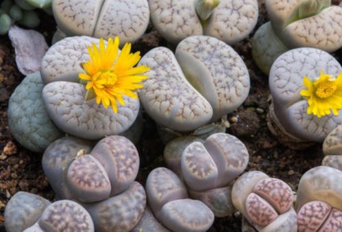 生石花会开花吗?生石花开花后怎么养护?