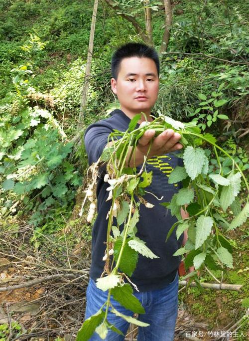 农村这种植物样子很特别,长得像蚕虫,叫地蚕草,白冬虫