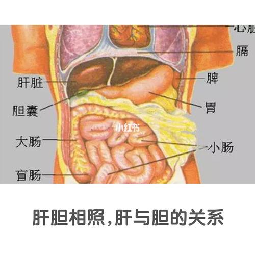 肝胆相照,肝与胆的关系_脂肪肝_肝胆_医疗健康_医疗