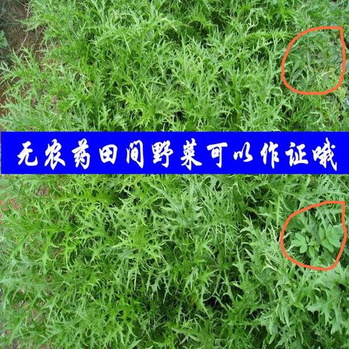雪里翁青菜蔬菜包邮 春不老 雪菜 雪里红 斤新鲜雪里蕻 5 农家现摘