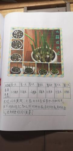 我观察了大蒜的生长过程,每天浇水,晒太阳,我发现大蒜的生长离不开水