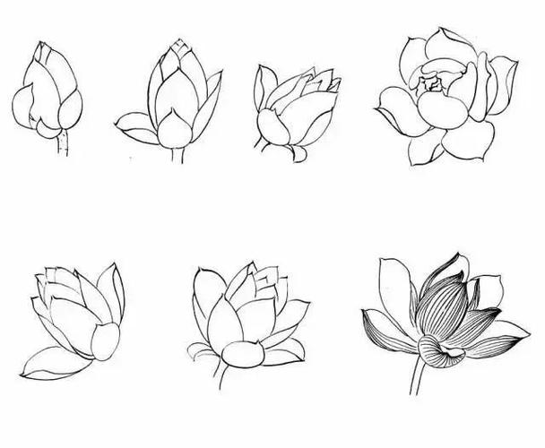 书画联盟丨简单易学的白描荷花教程|莲蓬|工笔_网易