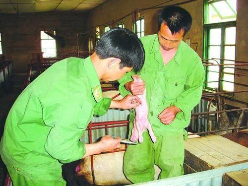 规模养猪场接生母猪的几个步骤