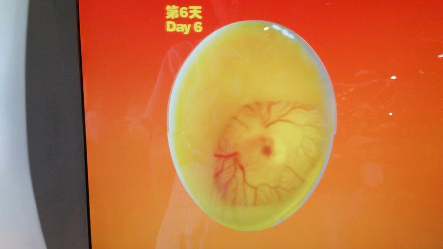 鸽子受精蛋孵化图