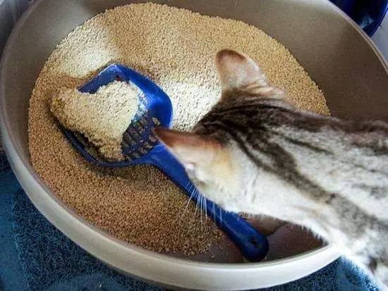 训练猫咪上厕所前要先了解猫砂