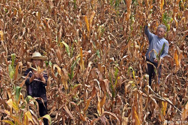 遭遇了六十年以来的最严重的旱灾,地处沙包,高岗玉米已经发黄,绝产已