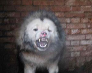 国内仅存一只的"鬼面"藏獒