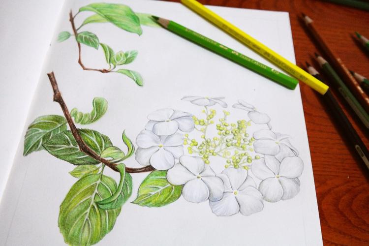 琼花|插画|商业插画|麦子的麦 - 原创作品 - 站酷 (zcool)