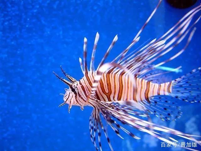 狮子鱼分布于印度洋,及太平洋珊瑚礁海域,肉食性