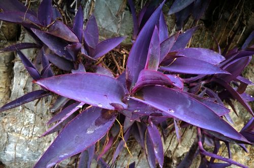 乡村荒野间似鸭跖草的植物,叶色是紫色,您认识吗?可做盆栽观赏