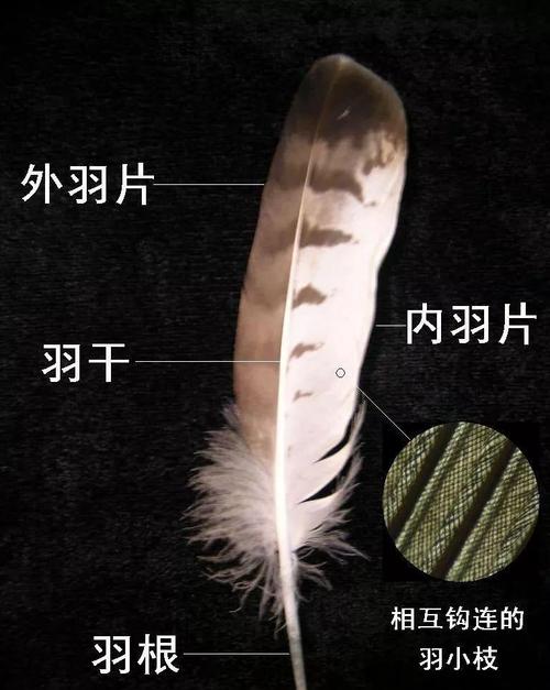 羽毛是使鸟类完成飞行的重要结构.有些部位的羽毛有触