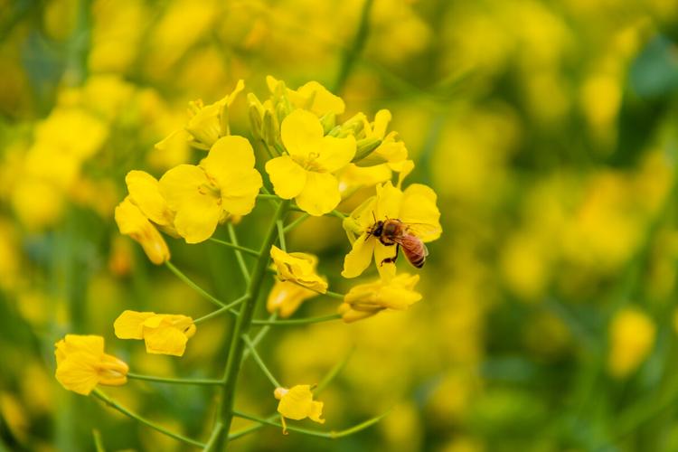 花 黄色的油菜花 油菜花 菜花 春天 芸薹 rape flowers 植物 花朵