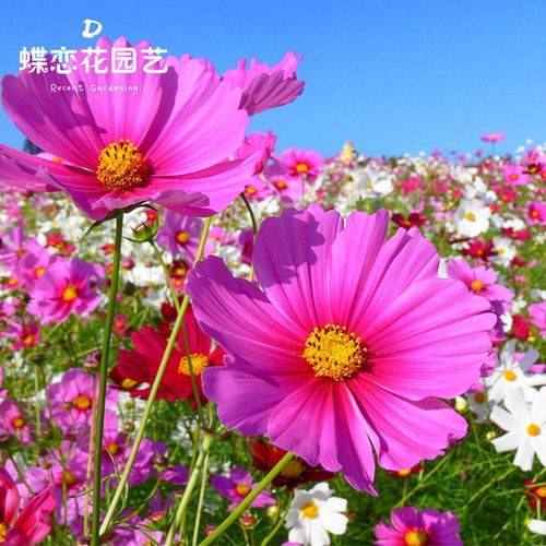 购客波斯菊种子混色格桑花种籽四季开花不断易活七彩草花种子室外花卉