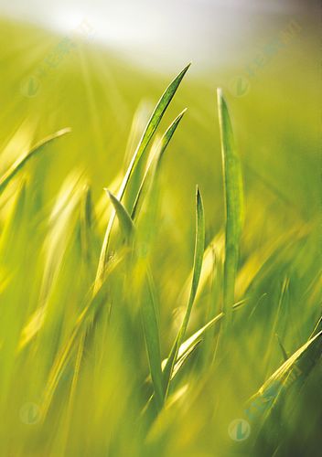 阳光下的嫩绿小草特写高清图片下载