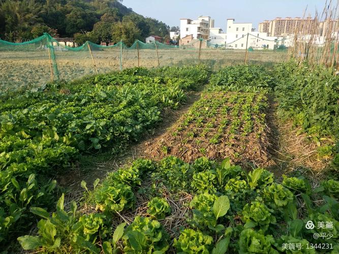 农家菜园,家乡味道!