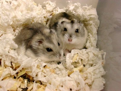 三线仓鼠长啥样?