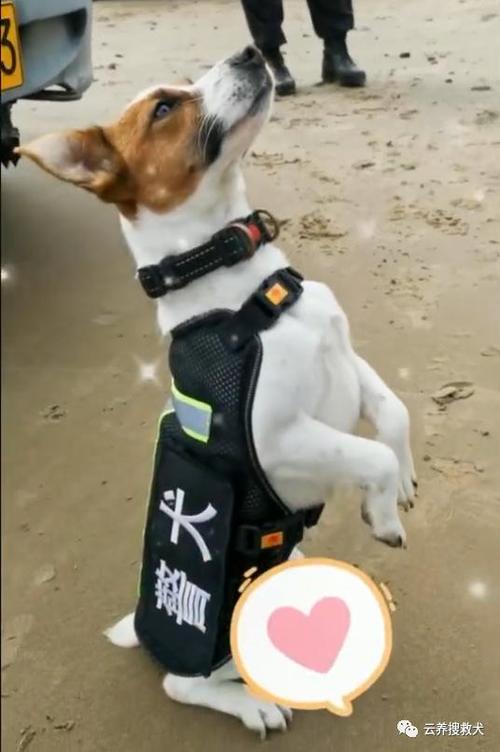 小警犬竟也会"狗仗人势",但认真起来的模样真是太帅啦