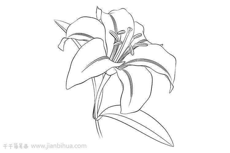 百合花简笔画图片教程