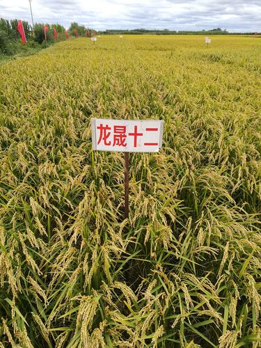 写美篇绥化市龙晟水稻研究所2016年育成:圆粒型品种,主茎11片叶,生育