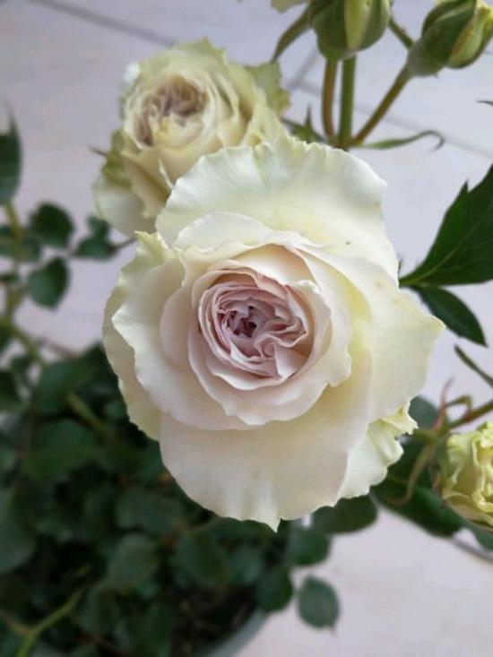 银紫色组合的月季花——银雨