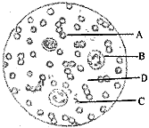 下图是在显微镜下看到的人血涂片的情况,分析回答