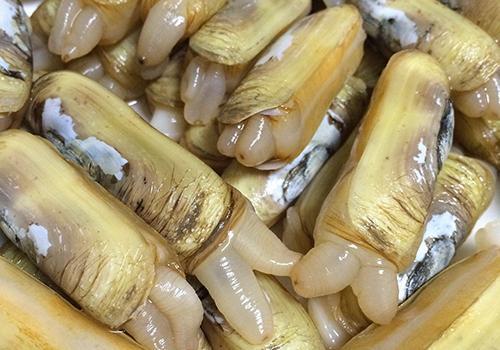 蛏子的营养价值及功效_功效作用网