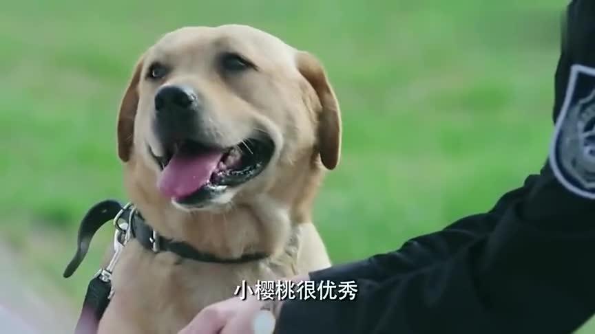 警花与警犬:大脑带着小樱桃去看樱桃,这实在太感人了