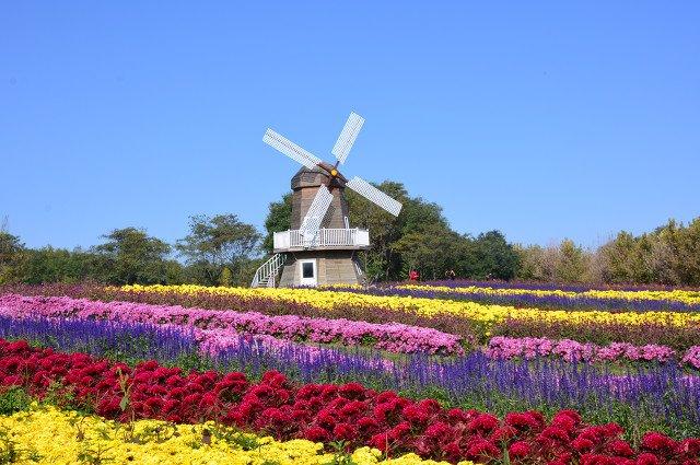 2021北京菊花文化节顺义国际鲜花港攻略(时间 门票)