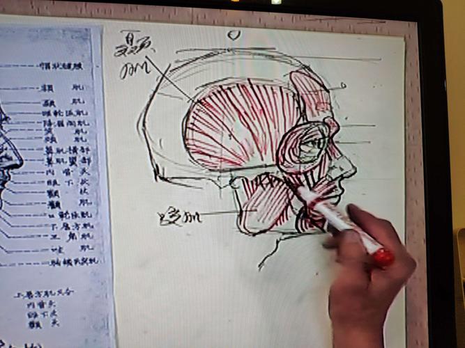 陈伟生——人体解剖(八)