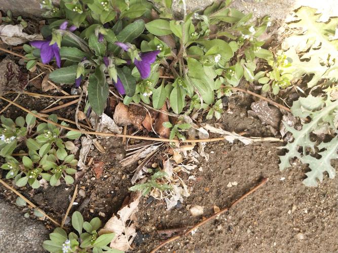 紫花菜也叫苦地丁