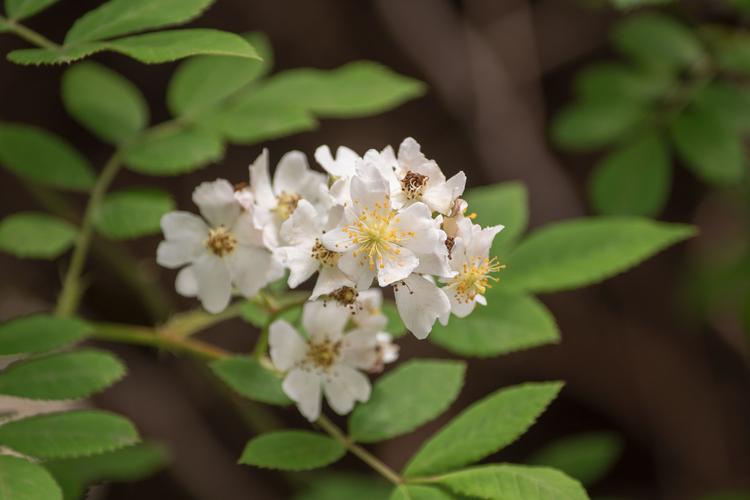 (首发)火棘开花