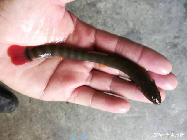 人称"红尾泥鳅",涨水后一钓上百条,繁殖力超强,如今越来越少