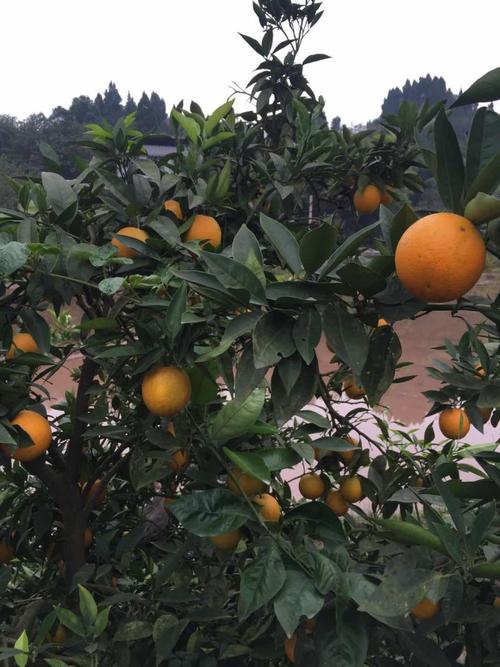土广柑重庆老品种广柑泡酒榨汁橙子新鲜时令水果桔子5