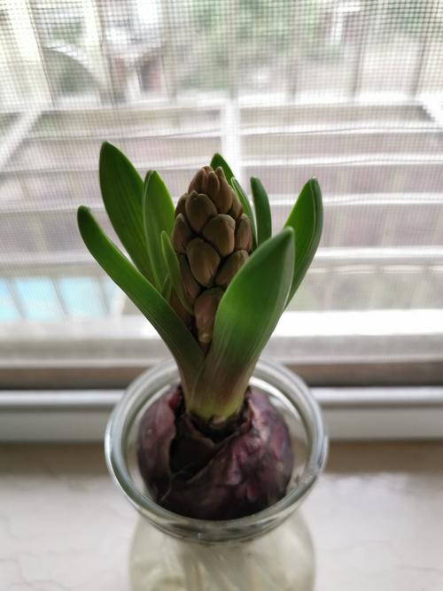 等待花开的美好时光——风信子观察日记
