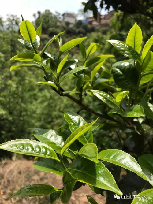 鸣凤山古树茶特点与传说