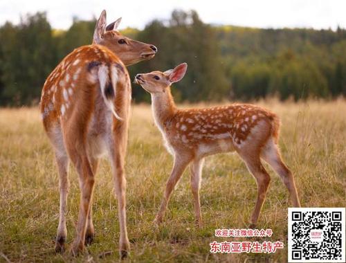 神奇的鹿尾巴,腰肌劳损,腰痛,肾虚的看过来