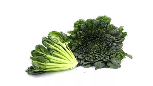 菊花心菜什么时候种