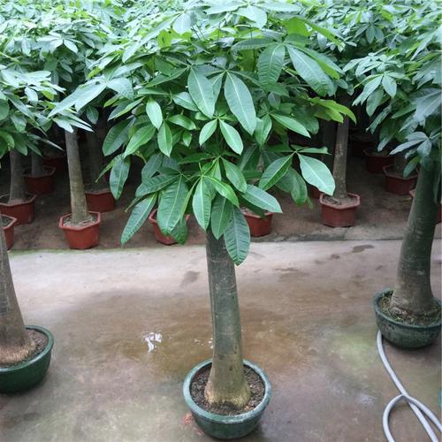 恒兴园艺/单杆平头发财树13-14分/h2米