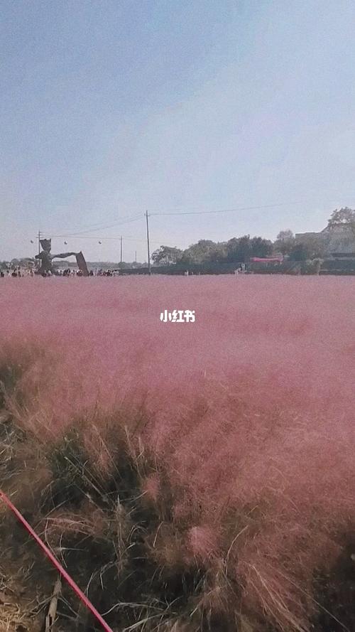 溧阳别桥原乡花海打卡_花海_送你一片花海_出行_传统景点攻略