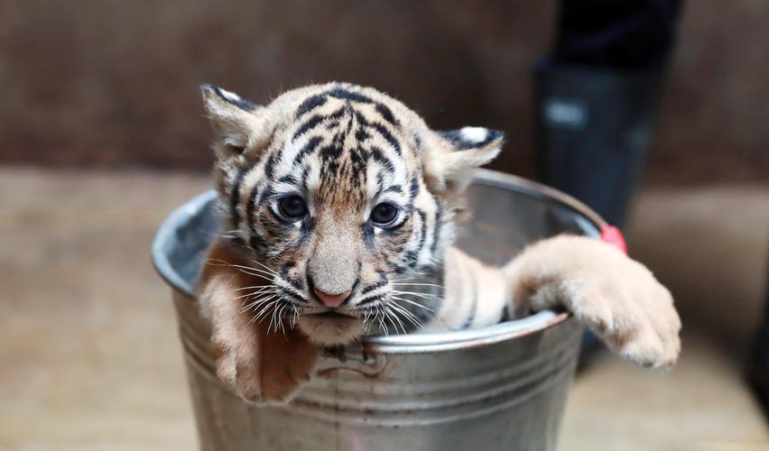 gucci使用老虎拍摄2022年虎年商业广告