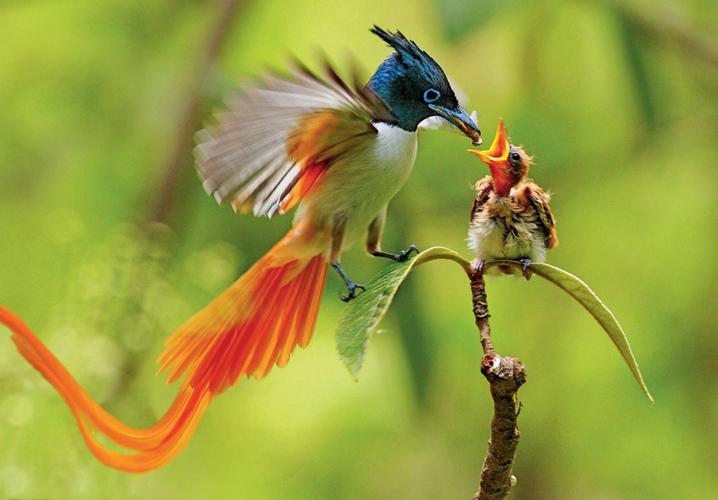 我们来回忆一下小鸟的身体构造:头部,嘴,身体,双翅,尾巴.