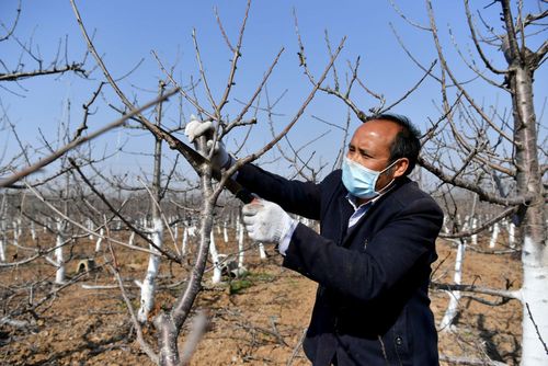 2月19日,西安市灞桥区狄寨街道的职业农民陈传根给樱桃树修枝.