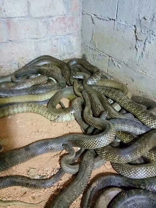 金边水蛇的主要特征,习性