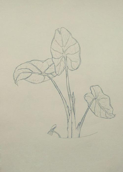 植物 线描 滴水观音