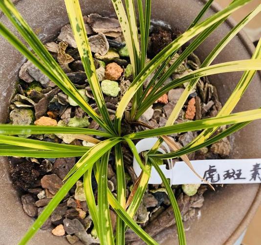 796:蕙兰虎斑逆行上位|兰花|新芽|黄绿_网易订阅