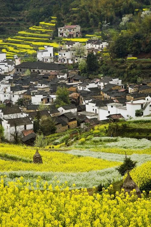 根据婺源历年油菜花花期推测,2019年婺源油菜花的最佳观赏期将会是