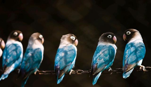 牡丹鹦鹉介绍及科学饲料