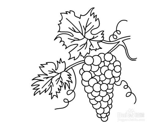 在葡萄的上方再画出一片叶子.
