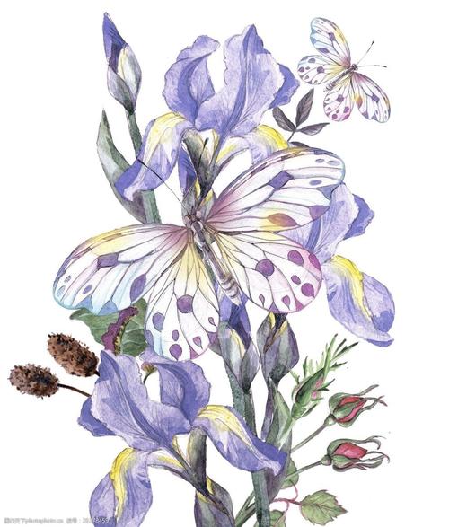 水彩绘美丽的蝴蝶花朵